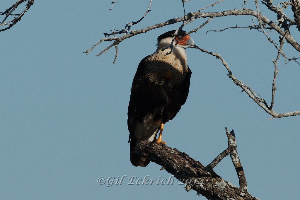 Crested Caracara 2014-01-26.jpg